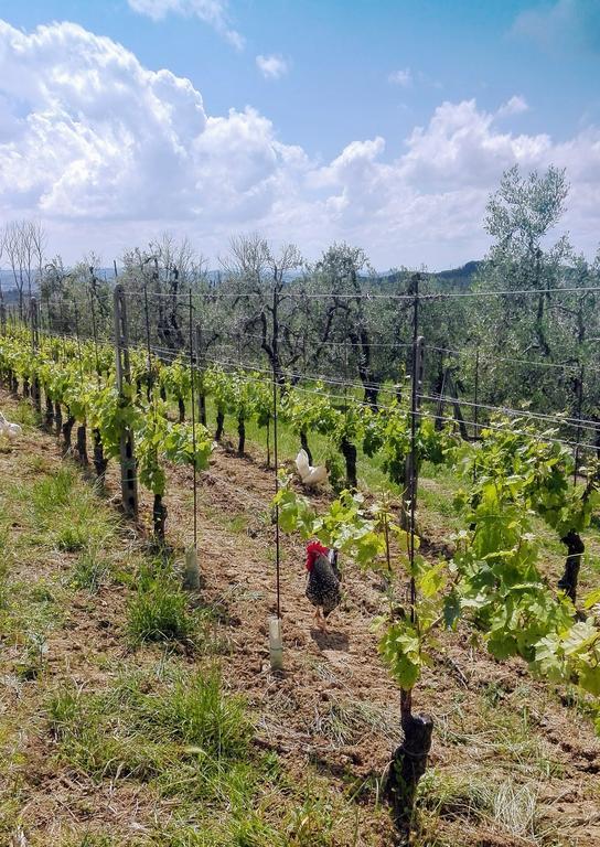 Agriturismo Luggiano Винчи Екстериор снимка